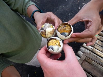 Balut Feast (1).jpg