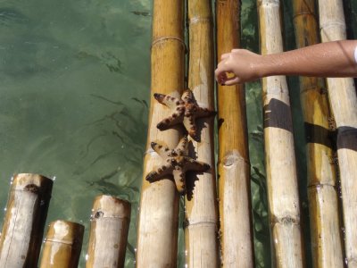 Caramoan Starfish (1).jpg