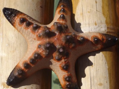 Caramoan Starfish (2).jpg