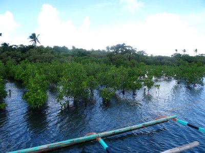 Mangroves - Batibagan Island (1).jpg
