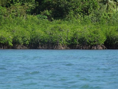 Mangroves - Batibagan Island.jpg