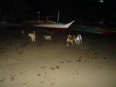 Night Mild Wild Dogs - Paniman Beach (1).jpg