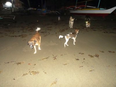 Night Mild Wild Dogs - Paniman Beach (2).jpg
