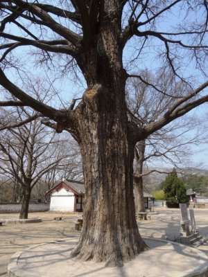 1000+ Year Old Songyungwang Gingko Tree - Koryo Museum (1).jpg