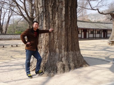 1000+ Year Old Songyungwang Gingko Tree - Koryo Museum (2).jpg