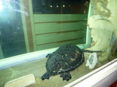 Giant Turtle - Yanggakdo Hotel (1).jpg