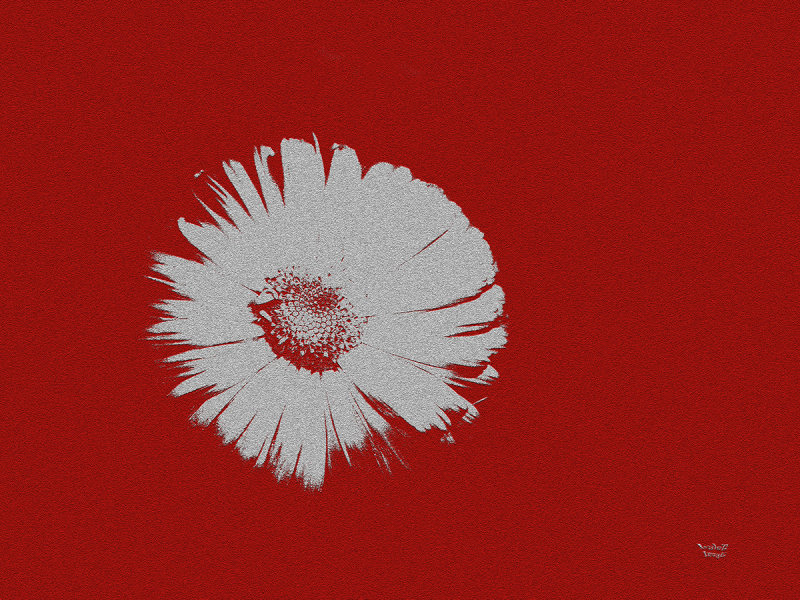 White Flowery Thingo on Red