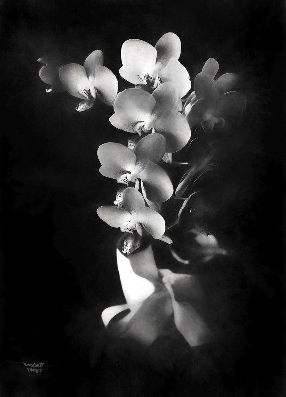 Black Flowery Thingo