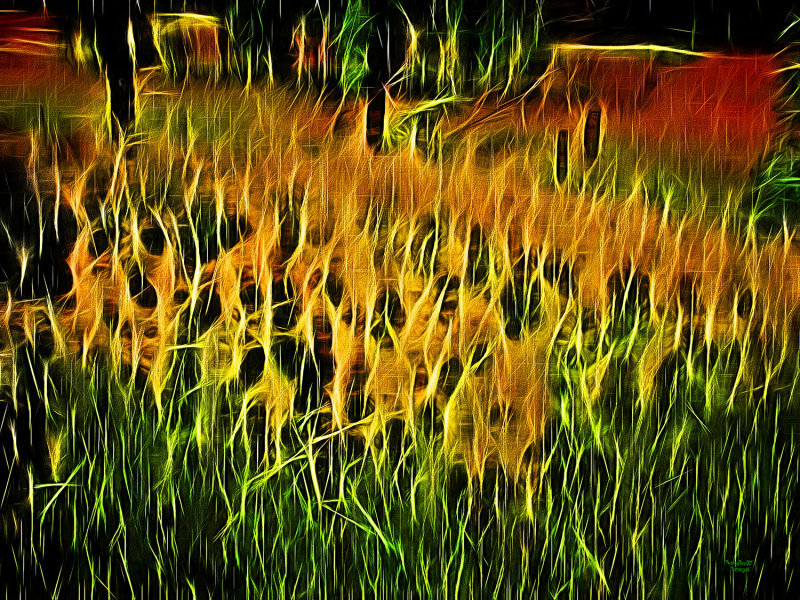 Fence and Grasses Abstact