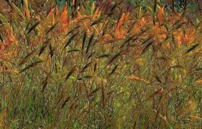 Grass Party