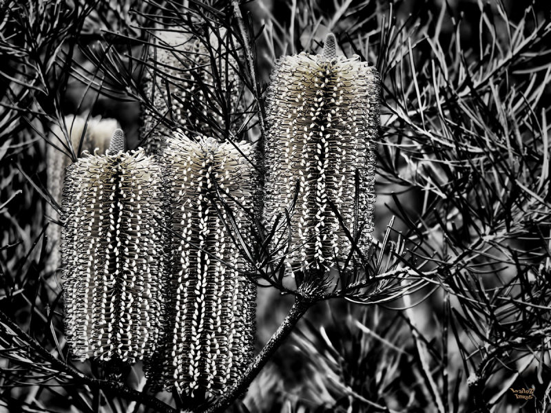 Banksia BW