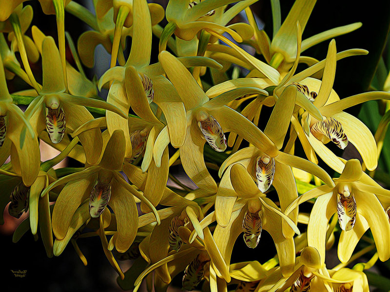 Yellow Gluttony