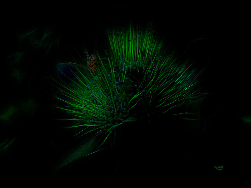 Bee Night