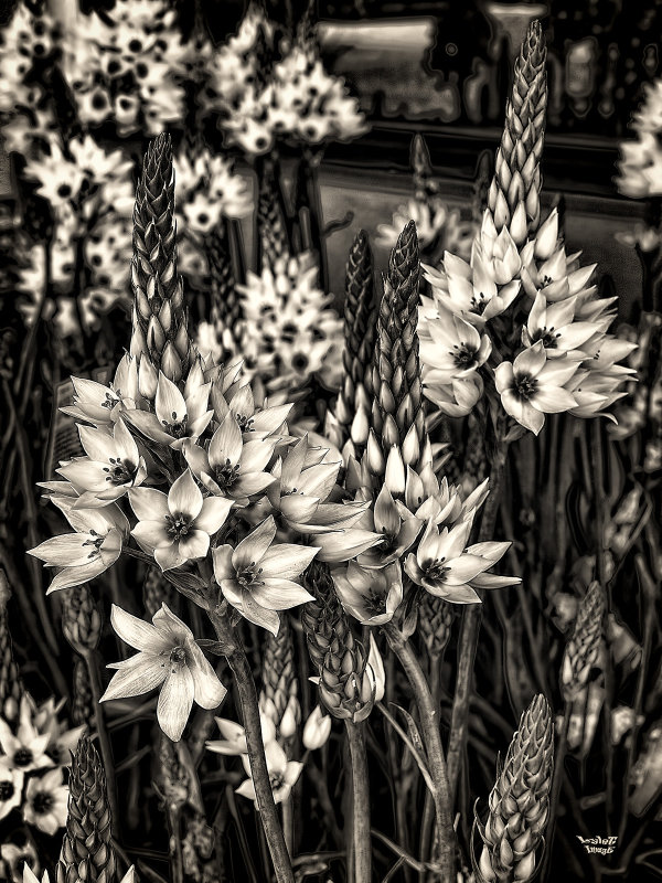 White Things BW