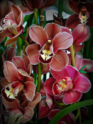Orchid - Mt Annon