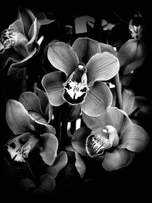 Orchid - Mt Annon BW