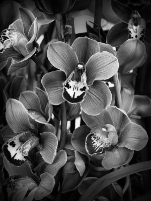 Orchid - Mt Annon BW2