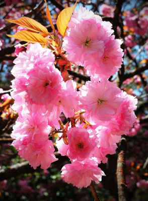 Pink Vegy Flowery Thingo