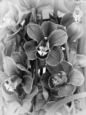 Orchids BW - 2