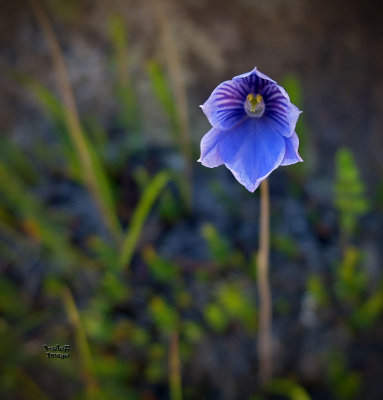 Blue Orchid Flowery Thingo