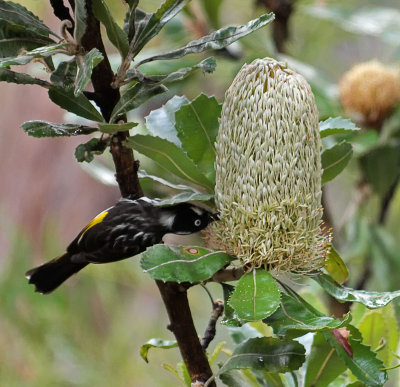 New Holland Honeyeater on Banksia
