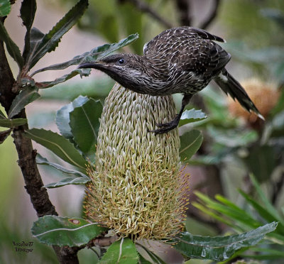Little Wattle Bird on Banksia