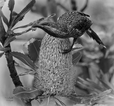 Little Wattle Bird on Banksia - BW