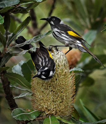 New Holland Honeyeaters