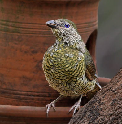 Female Satin Bower Bird