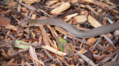 Yellow-faced Whip Snake