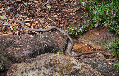 Yellow-faced Whip Snake 2