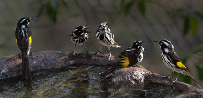 New Holland Honeyeaters - The Family
