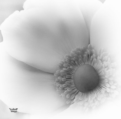 Flowery Thingo - Mono