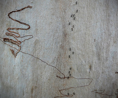 Scribbly Gum with Ants
