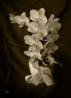 Orchid 2