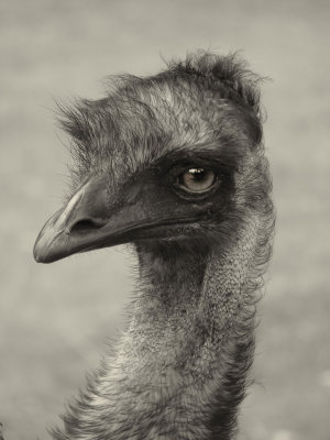 Formal Portrait of an EMU