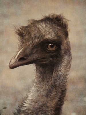 Formal Portrait of an EMU 2