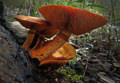 Orange Fungi 1