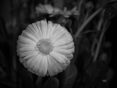 White Flowery Thingo