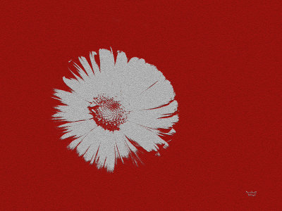 White Flowery Thingo on Red