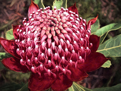 Waratah Fancy