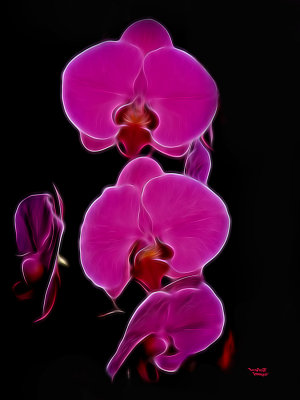 Soft Orchid