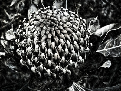 Waratah Mono