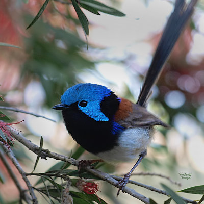 Fairy-wren