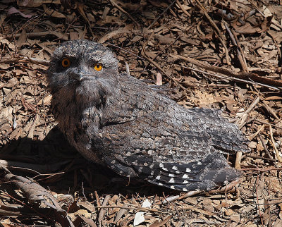 Tawney Frogmouth