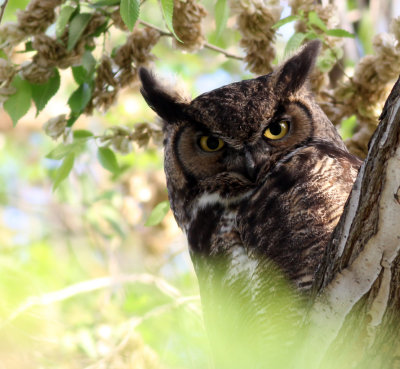 great horned owl.jpg