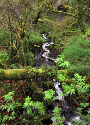 small stream.jpg