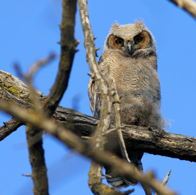 great horned owl juvenile.jpg