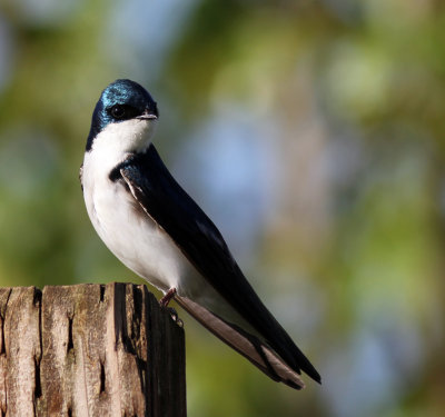 tree swallow perched.jpg
