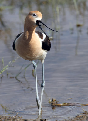 avocet candid.jpg